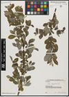 Foto von Salix aegyptiaca L.